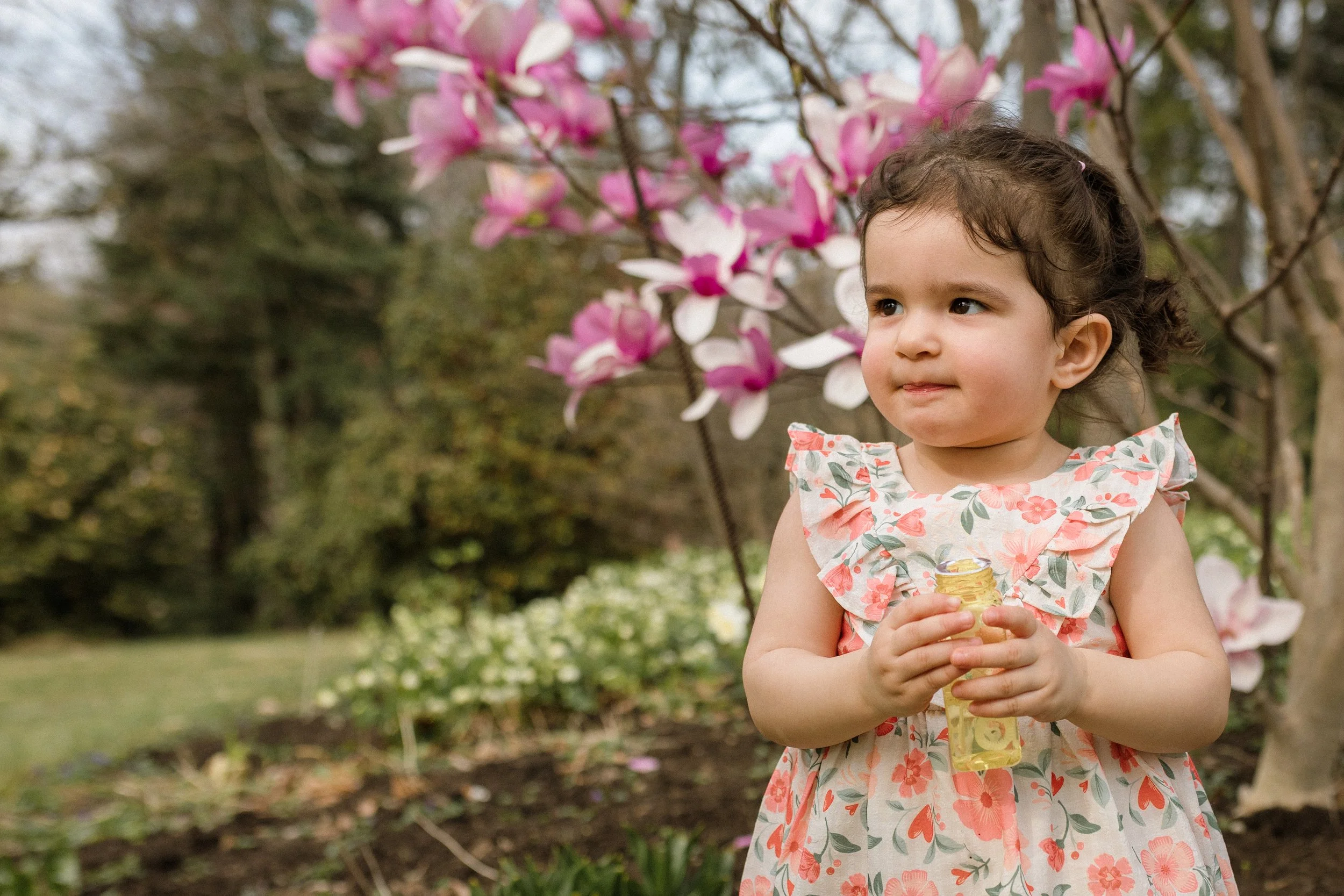 Toddler portrait among spring magnolia blooms at Green Spring Gardens, Alexandria Virginia — Amanda Kahnell Photography