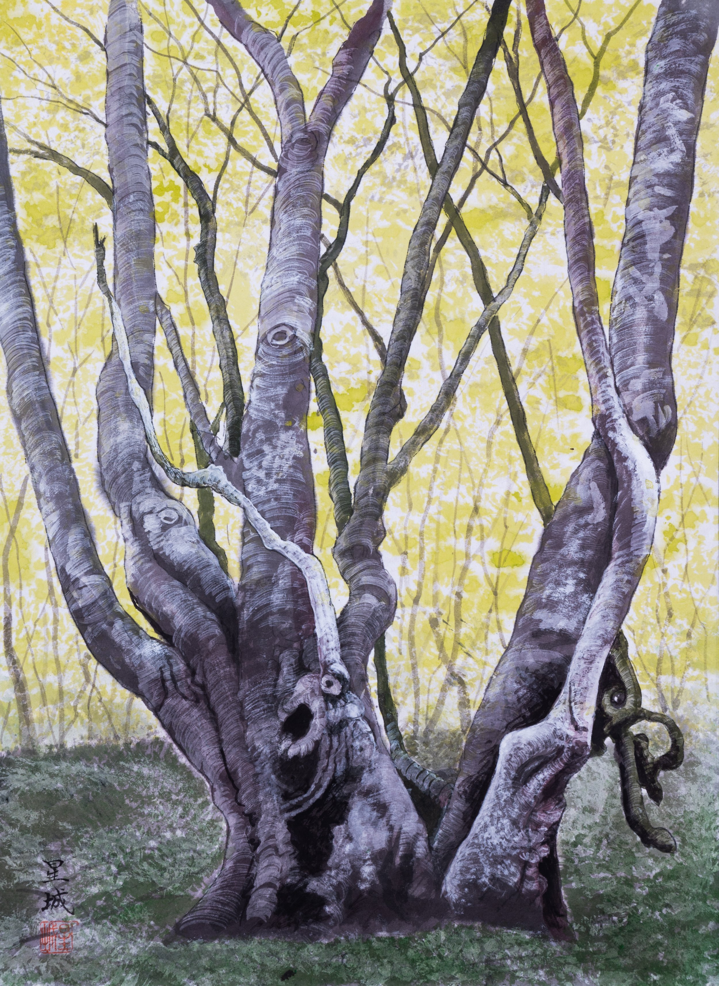 BEECH TREE (18"x 13") 2004 Akita, Japan