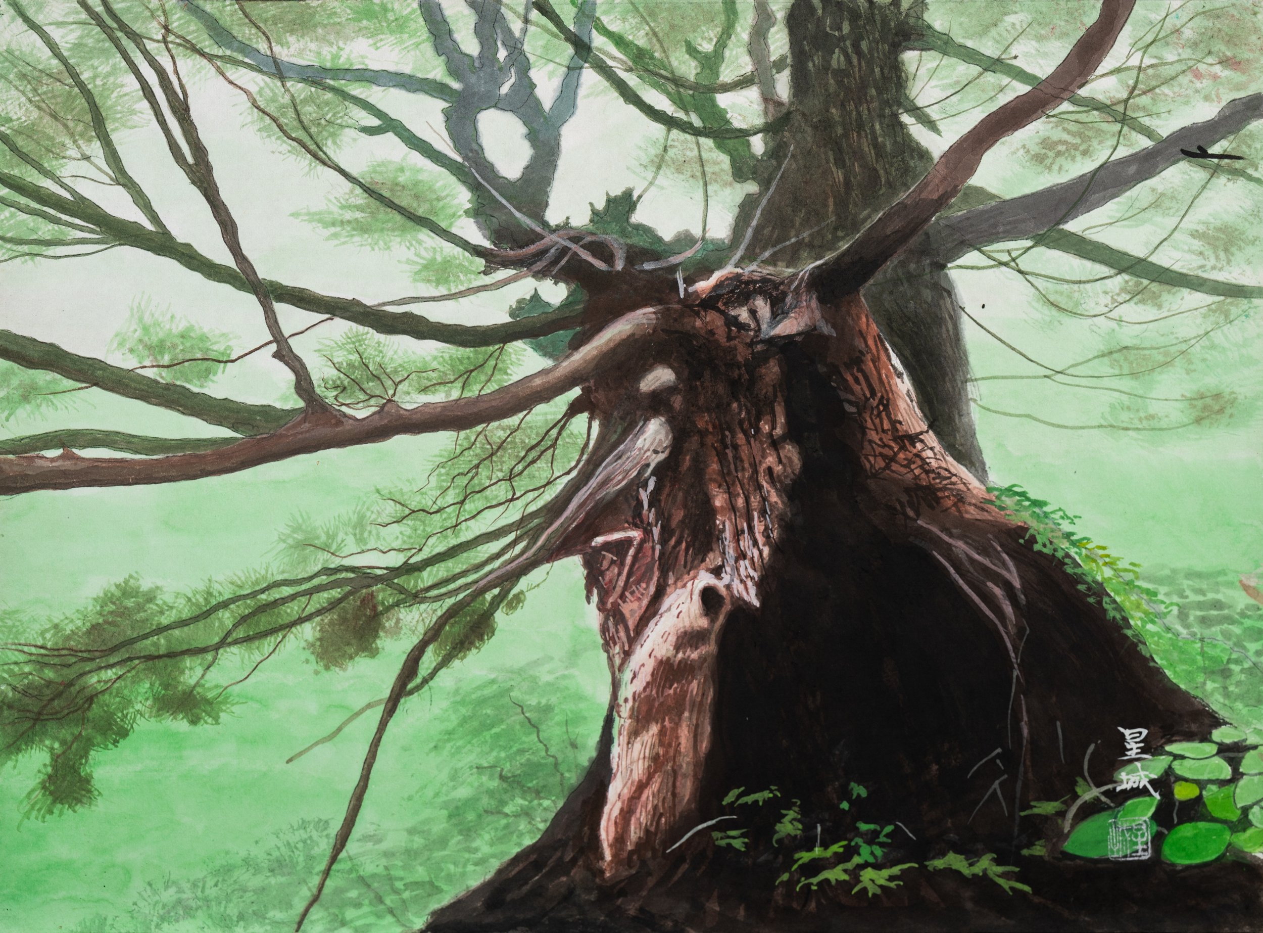 CEDAR (13"x 18") 2011 Sado Island, Niigata, Japan