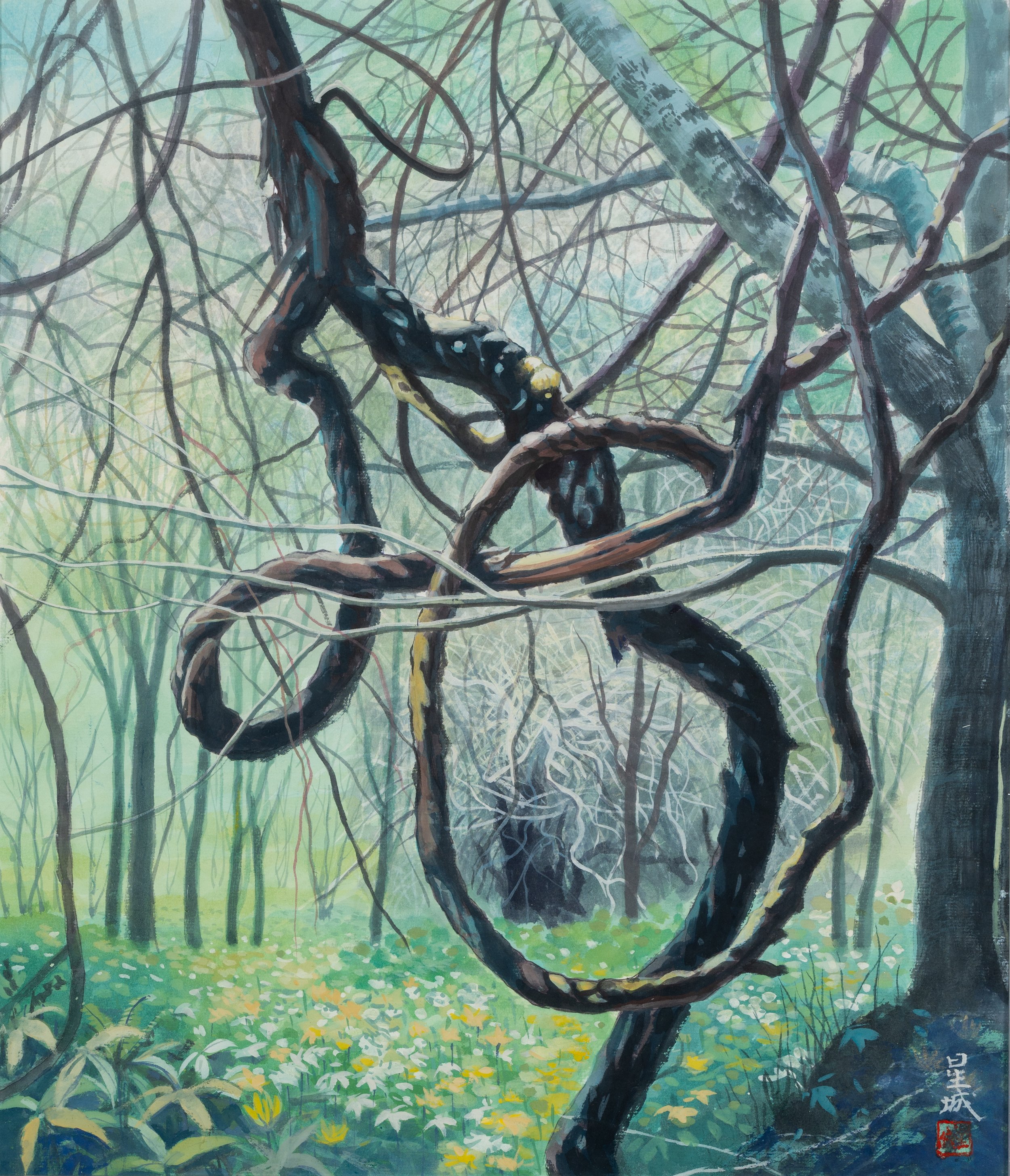 ERMAN'S BIRCH (21"x 18") 1998 Niseko, Hokkaido, Japan