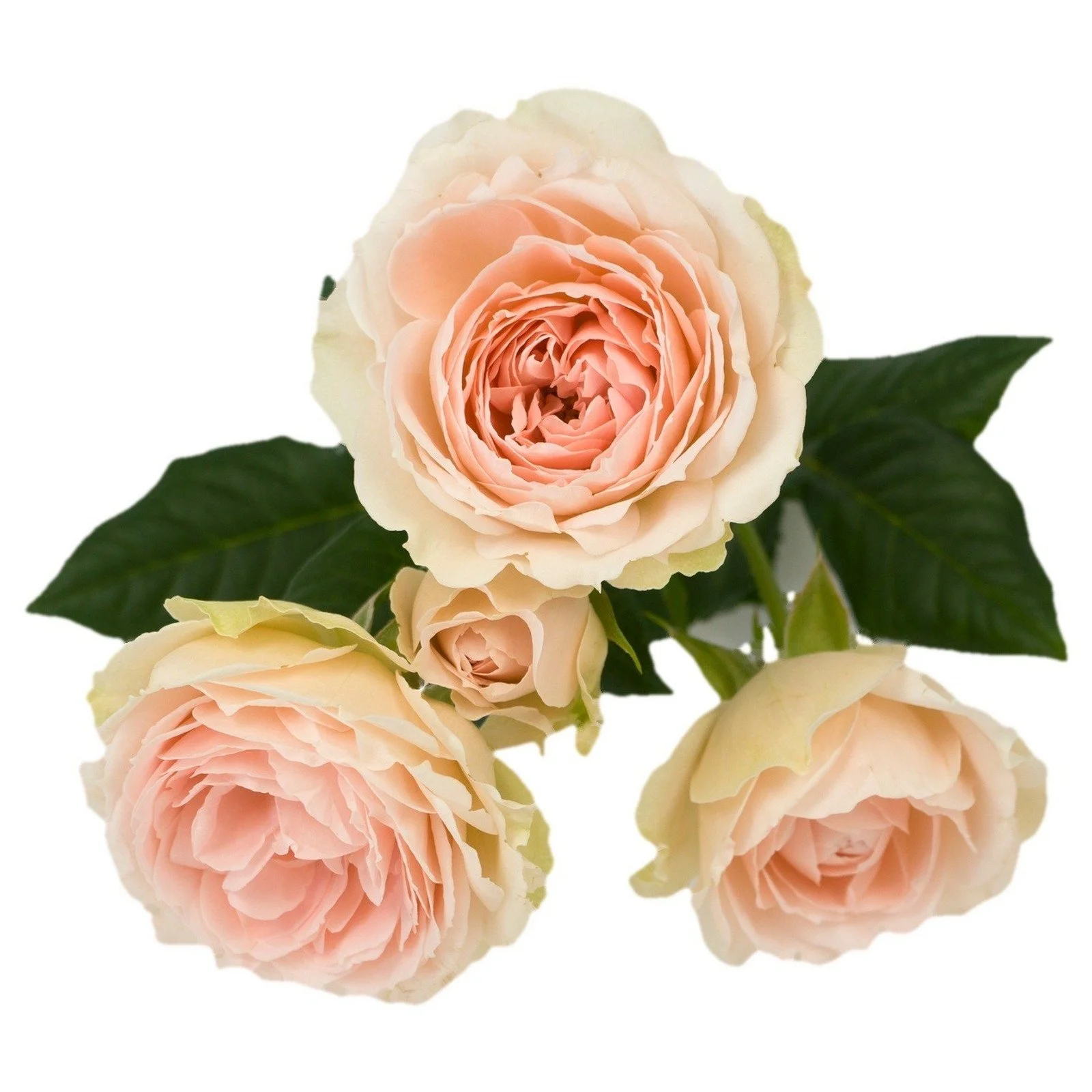 Princess Vintage Pink Spr