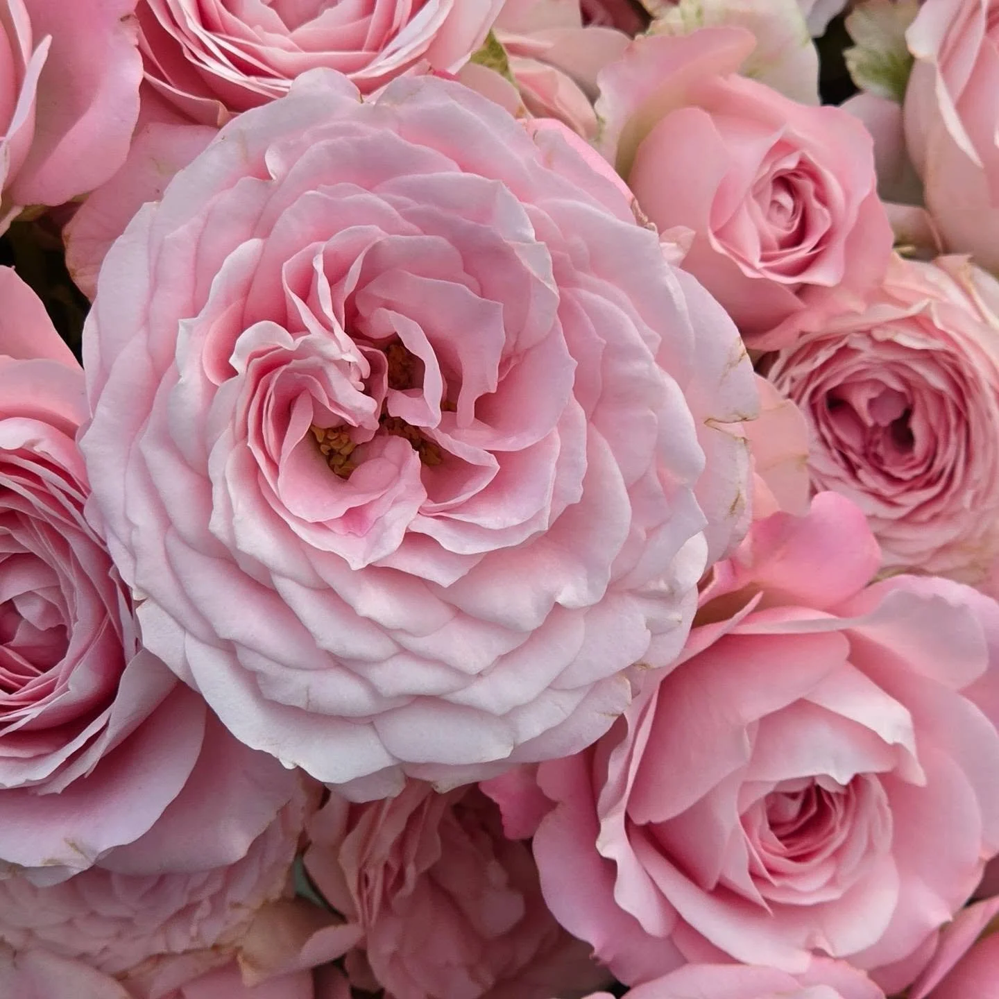 We say it again and again, we cannot get enough of our stunning Princess Fairy Kiss spray roses.

Aren't they just stunning 😍