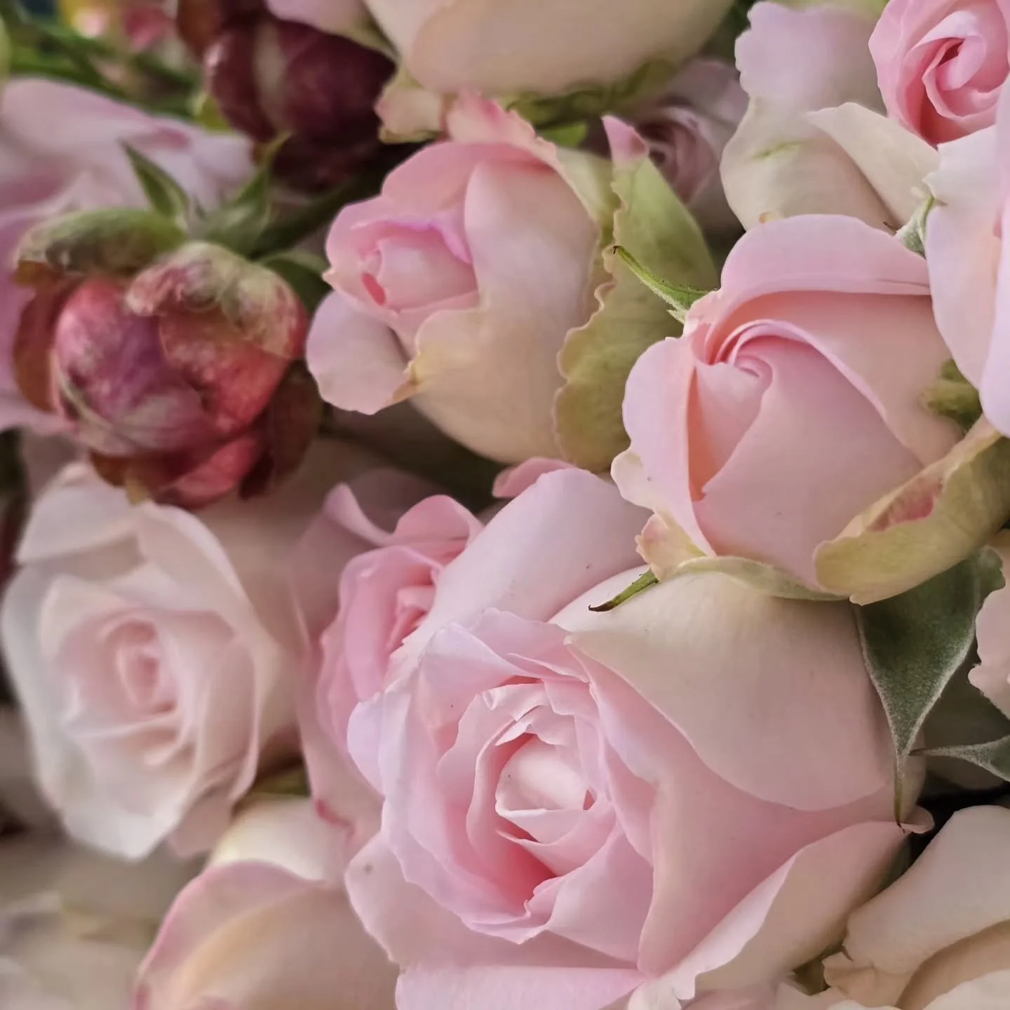 Princess Fairy Kiss being supported by Princess Pinku on the @alexandrafarms grading tables. 

Such a special rose, available all year round and grown by three of our farms!

#japaneseroses #princessgardenroses #sprayroses