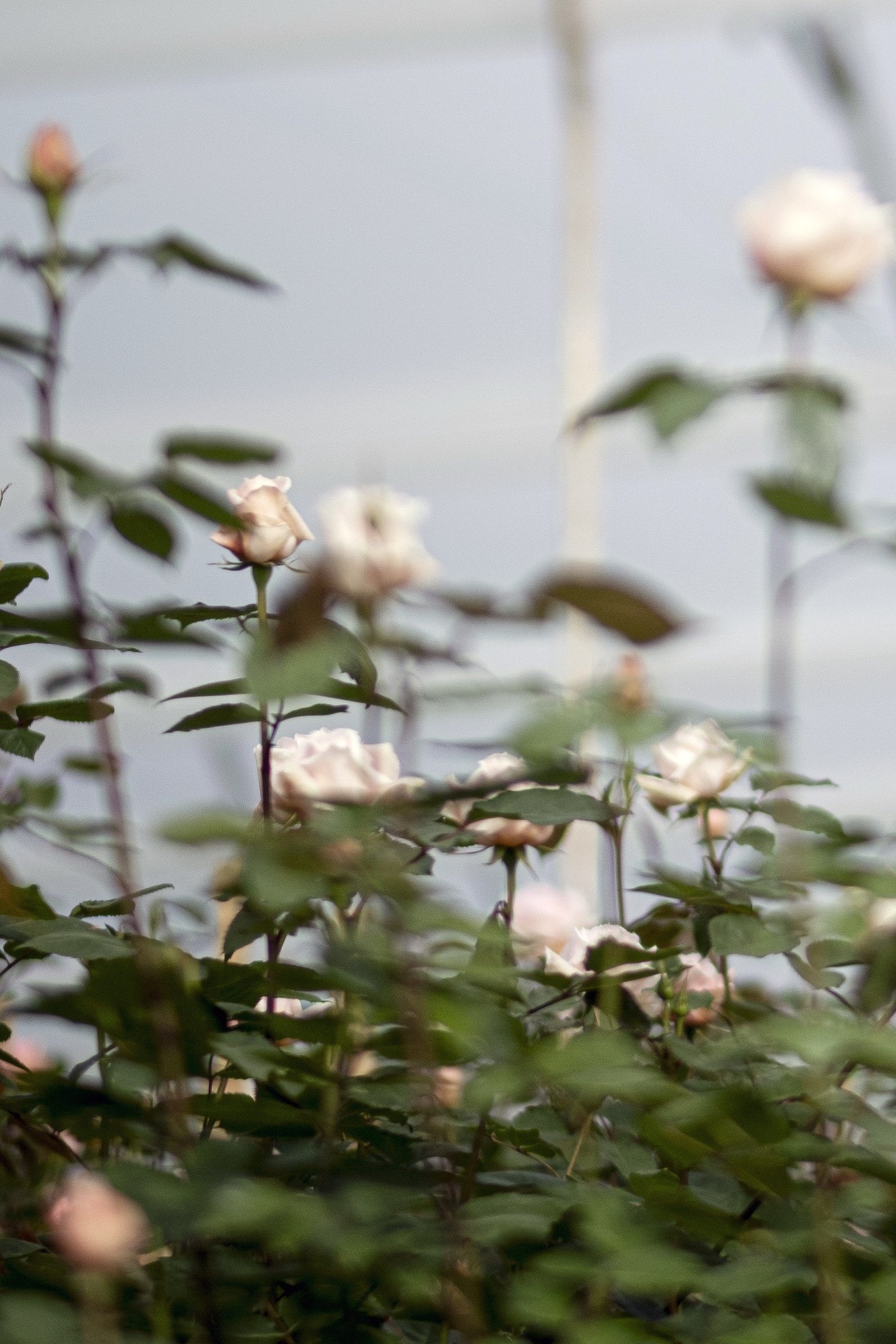 Garden roses growing on the plant in a greenhouse