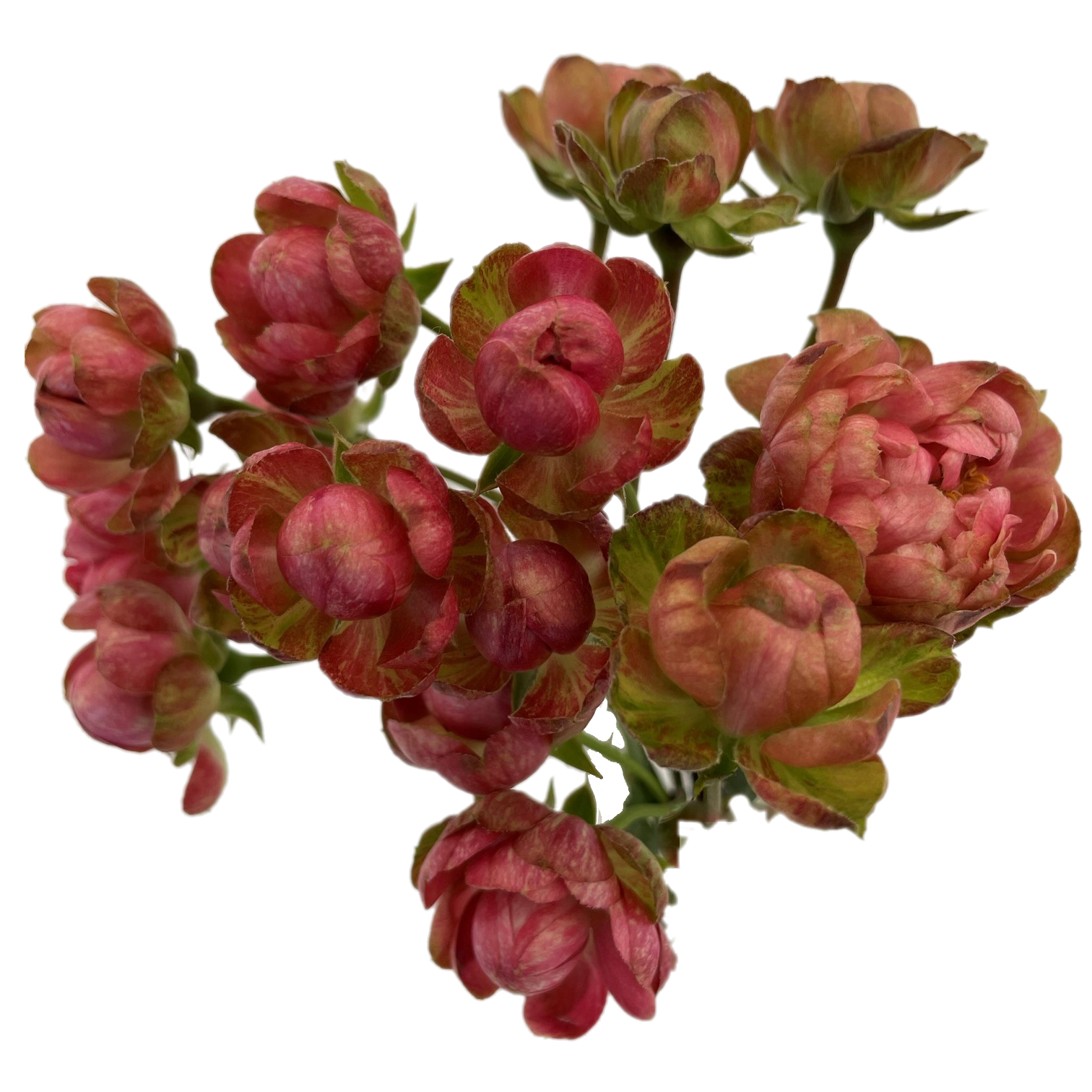 Princess Pinku (Pink) Spr