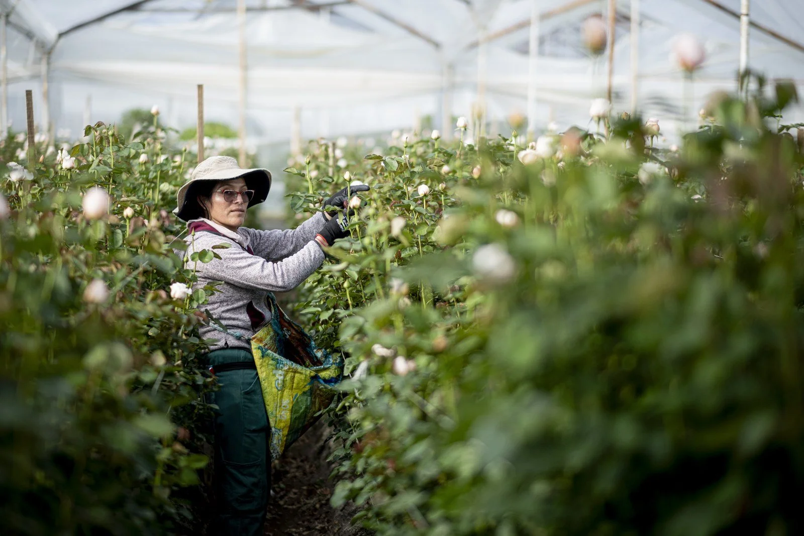 A grower among the rose canes at Alexandra Farms
