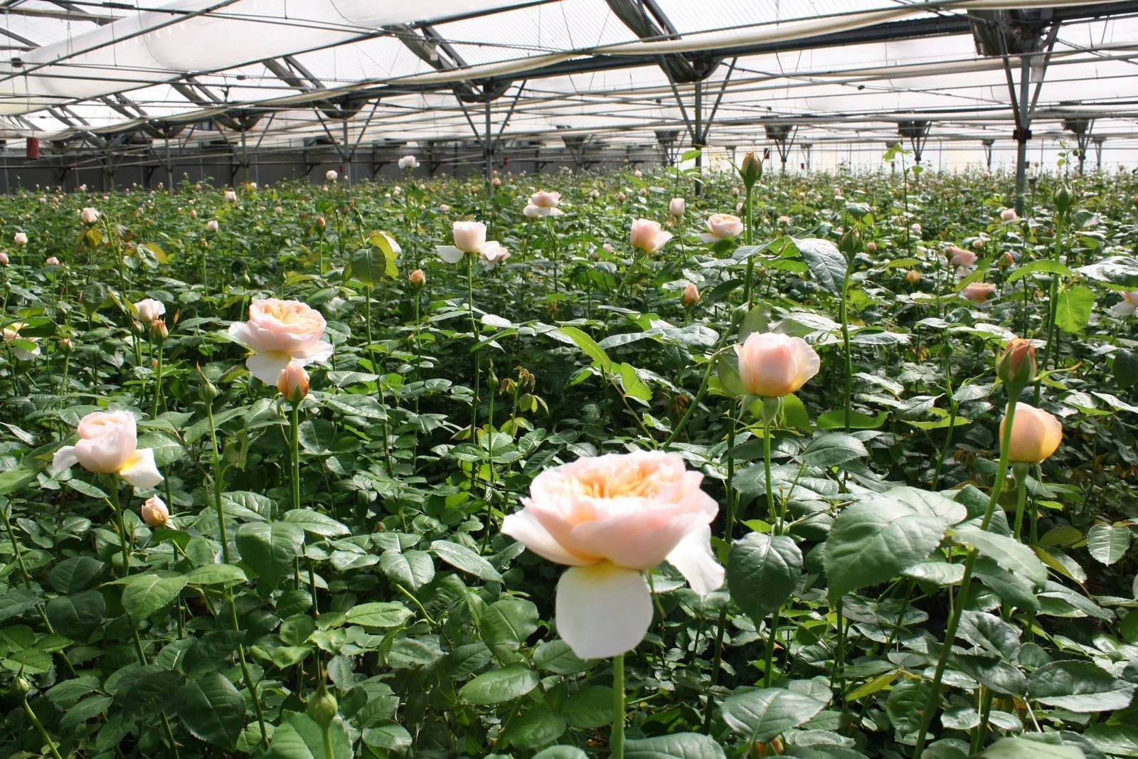 Rows of garden roses under glass at Green Valley Floral
