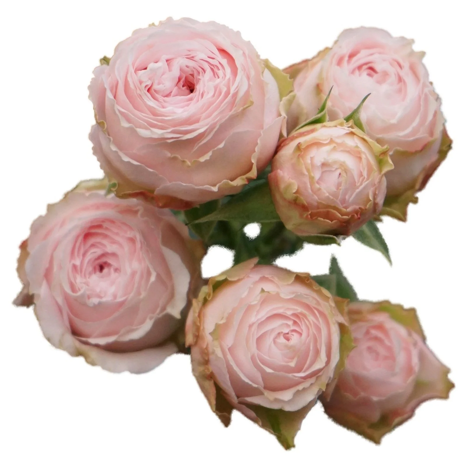 Princess Pink Moon® Spr