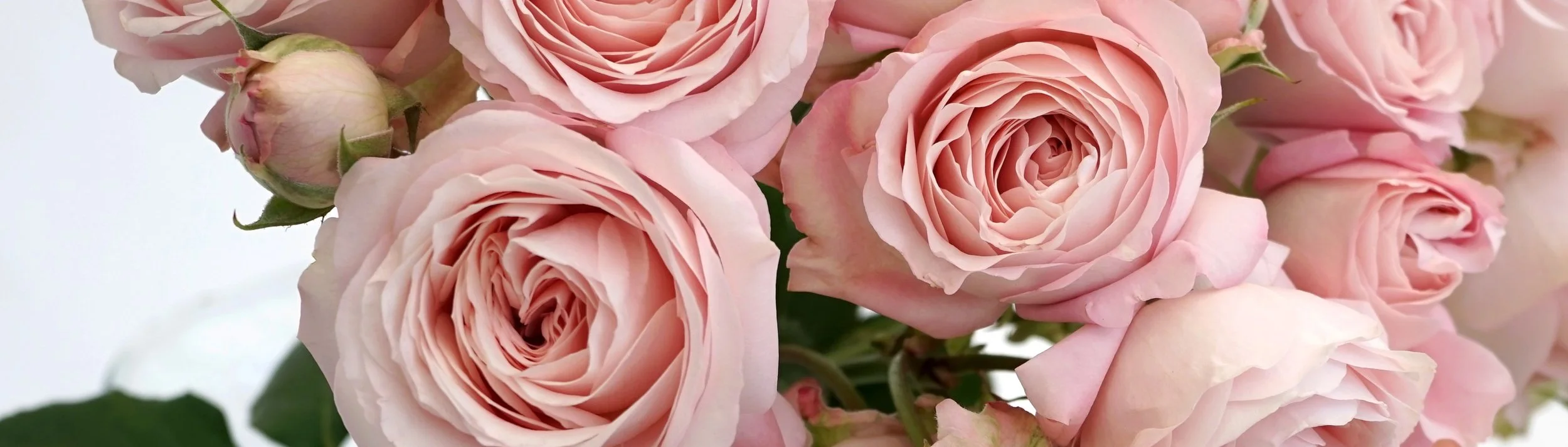 Pale pink Princess garden roses in bloom