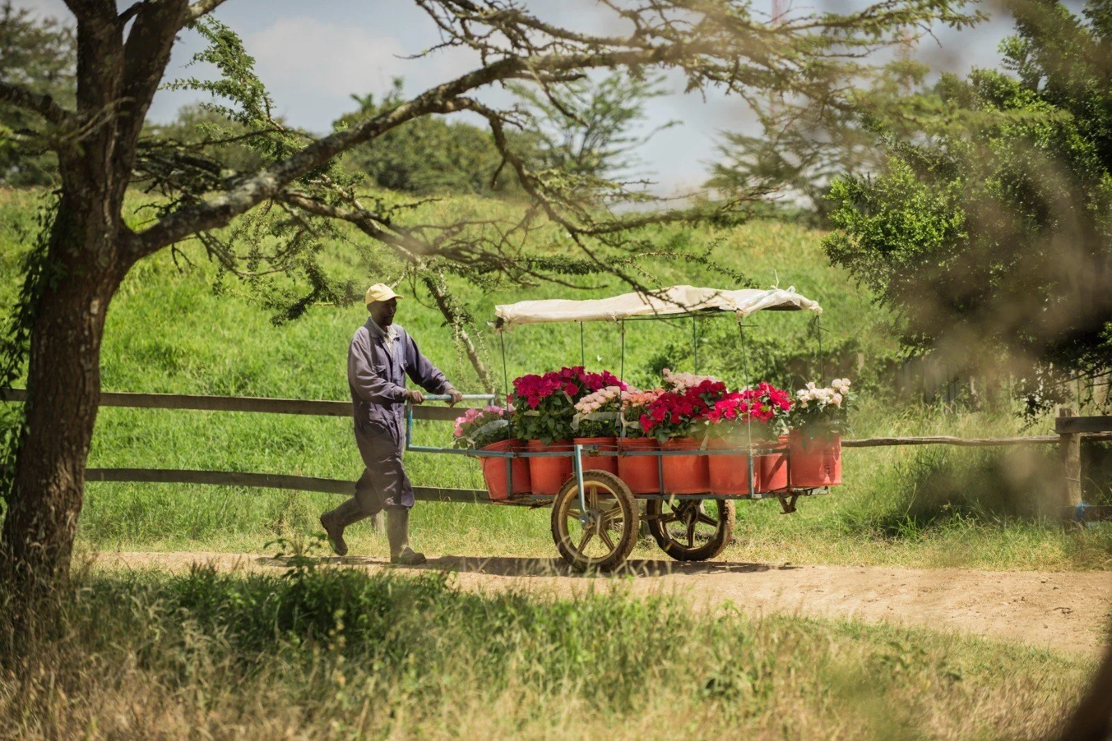 A cart of cut garden roses on the track at Tambuzi