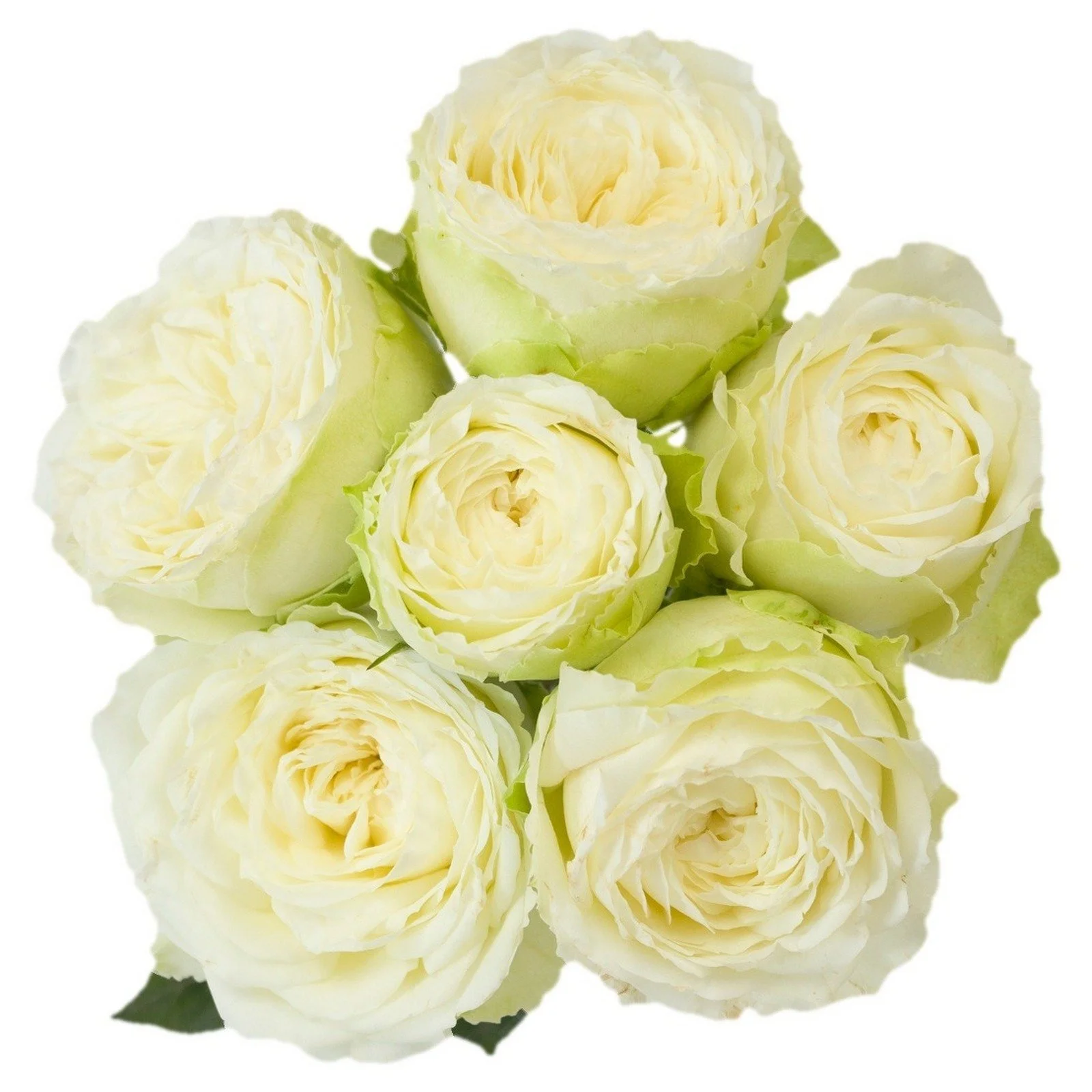 Princess Snowy White Spr