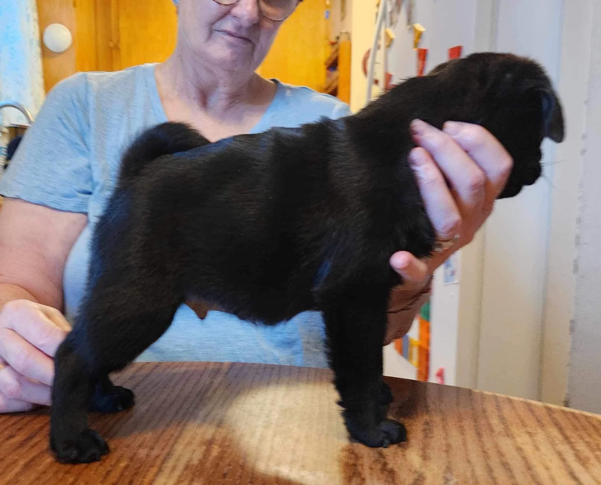 Available Pugs — Columbia River Pug Fanciers