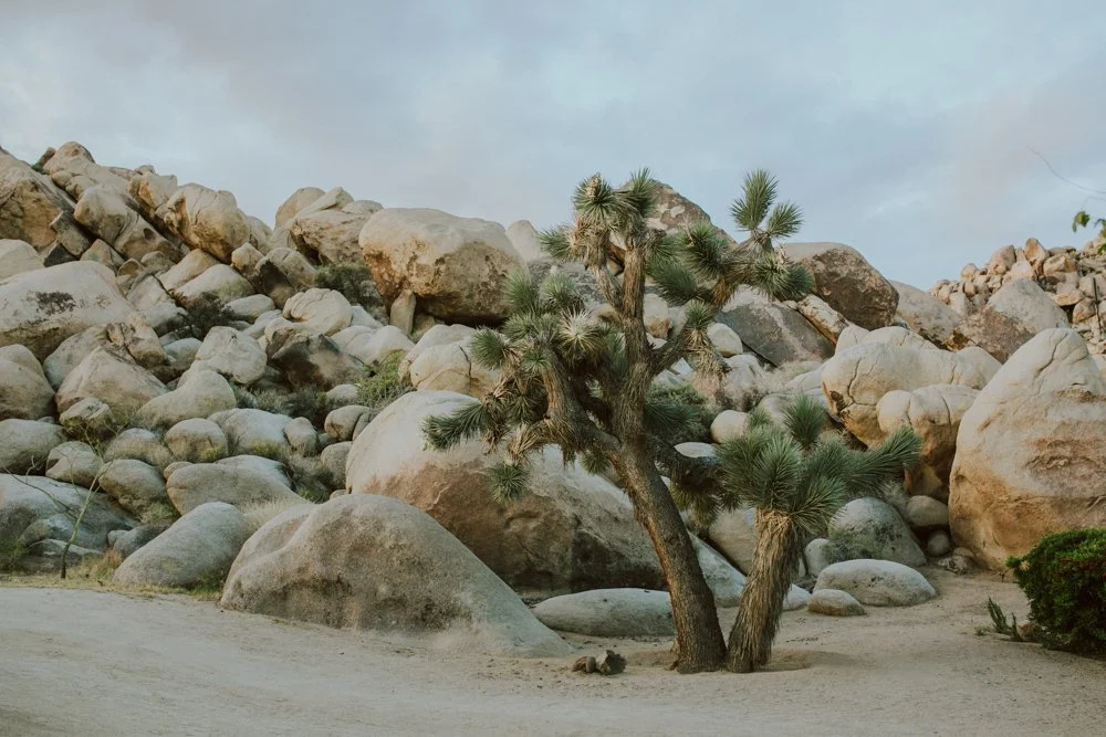 joshua-tree-ambergress-0001.JPG