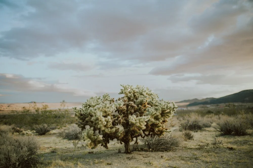 joshua-tree-ambergress-0004.JPG