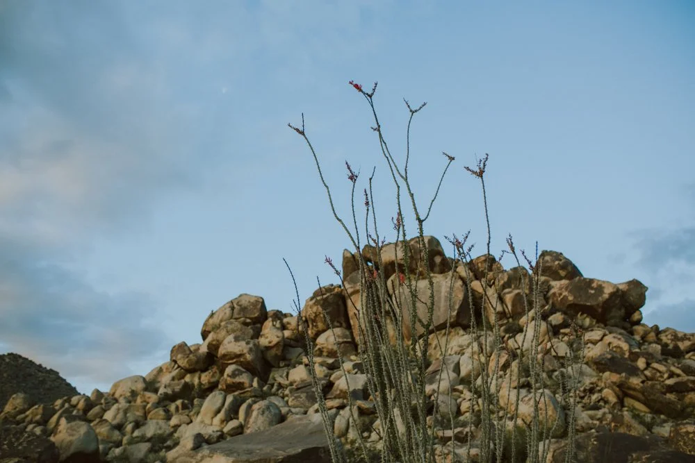 joshua-tree-ambergress-0005.JPG