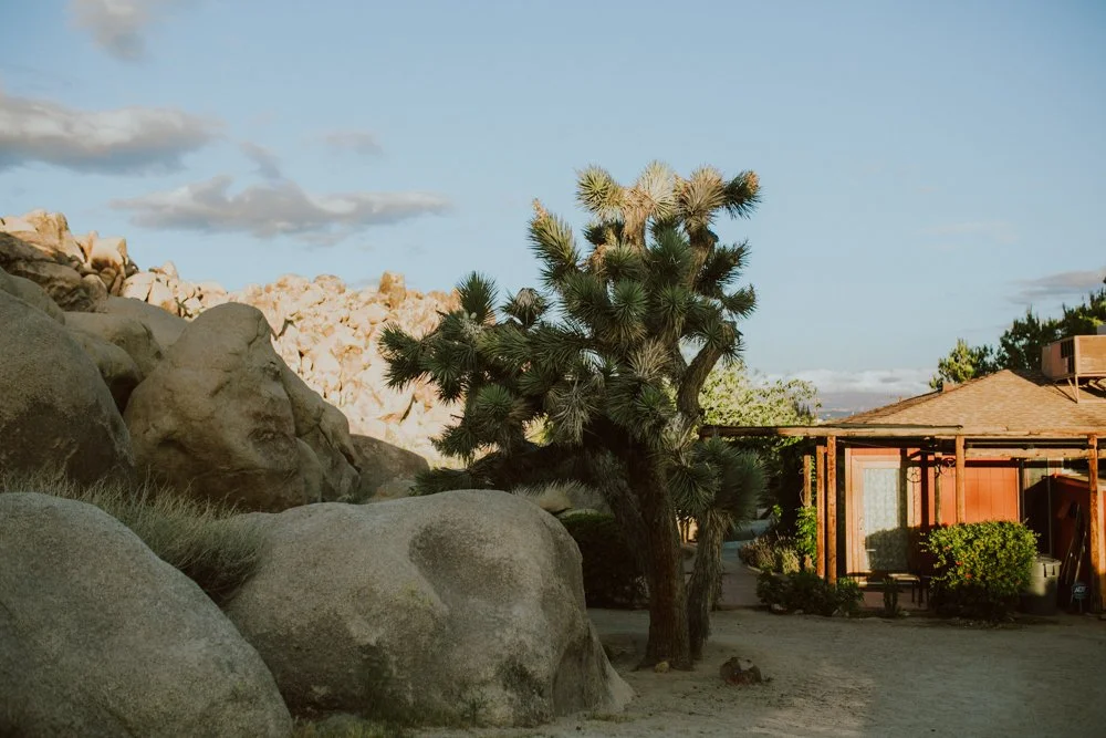 joshua-tree-ambergress-0008.JPG