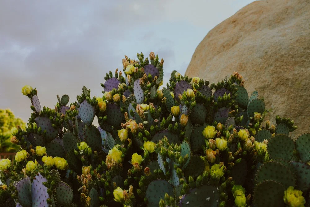 joshua-tree-ambergress-0012.JPG