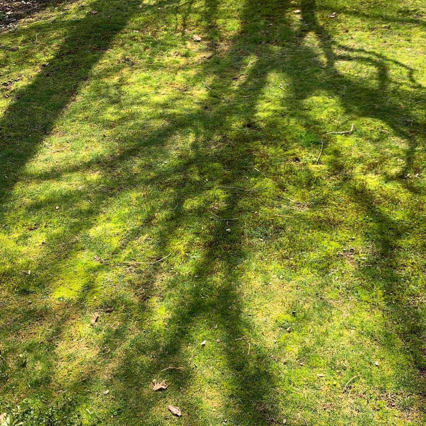 I probably take some version of these photos every year at this time. I can&rsquo;t help it. The moss before the grass takes over and the shadows before the leaves obscure the tree trunks&hellip; It all composes itself quite nicely. #moss #mossterrar