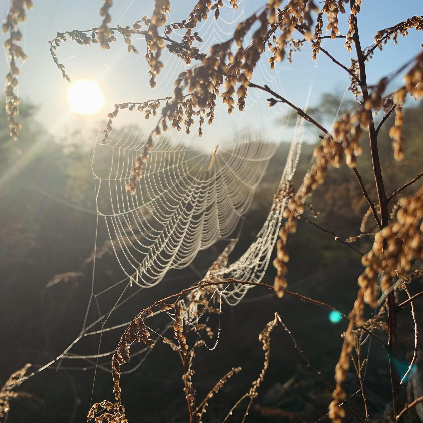 Someone was hard at work last night! Great way to start the day! #spiderverse #spiderweb #morningdew