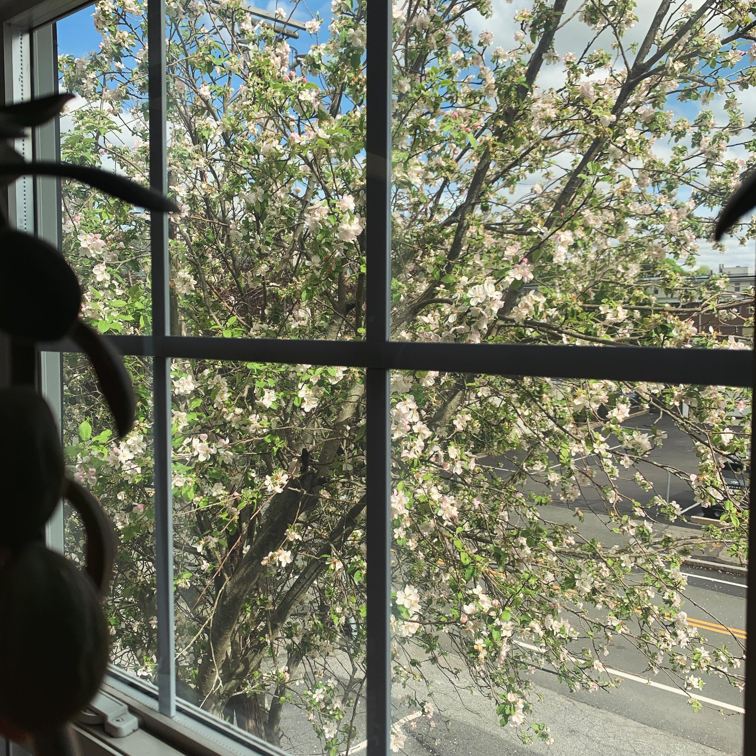 As green as it gets around my studio space. One apple tree and miles of blacktop. Suburbia&hellip; #springday #springcolors #studiopractice