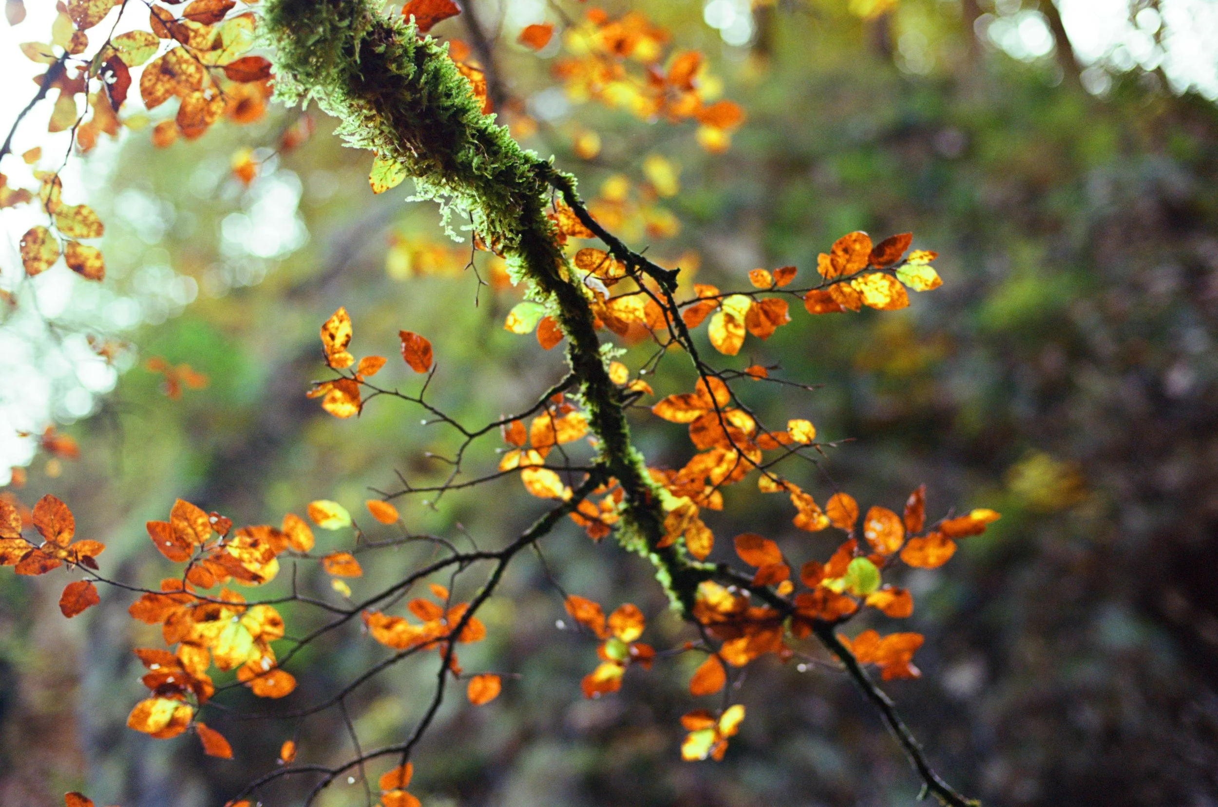 000029790026 copy.jpg