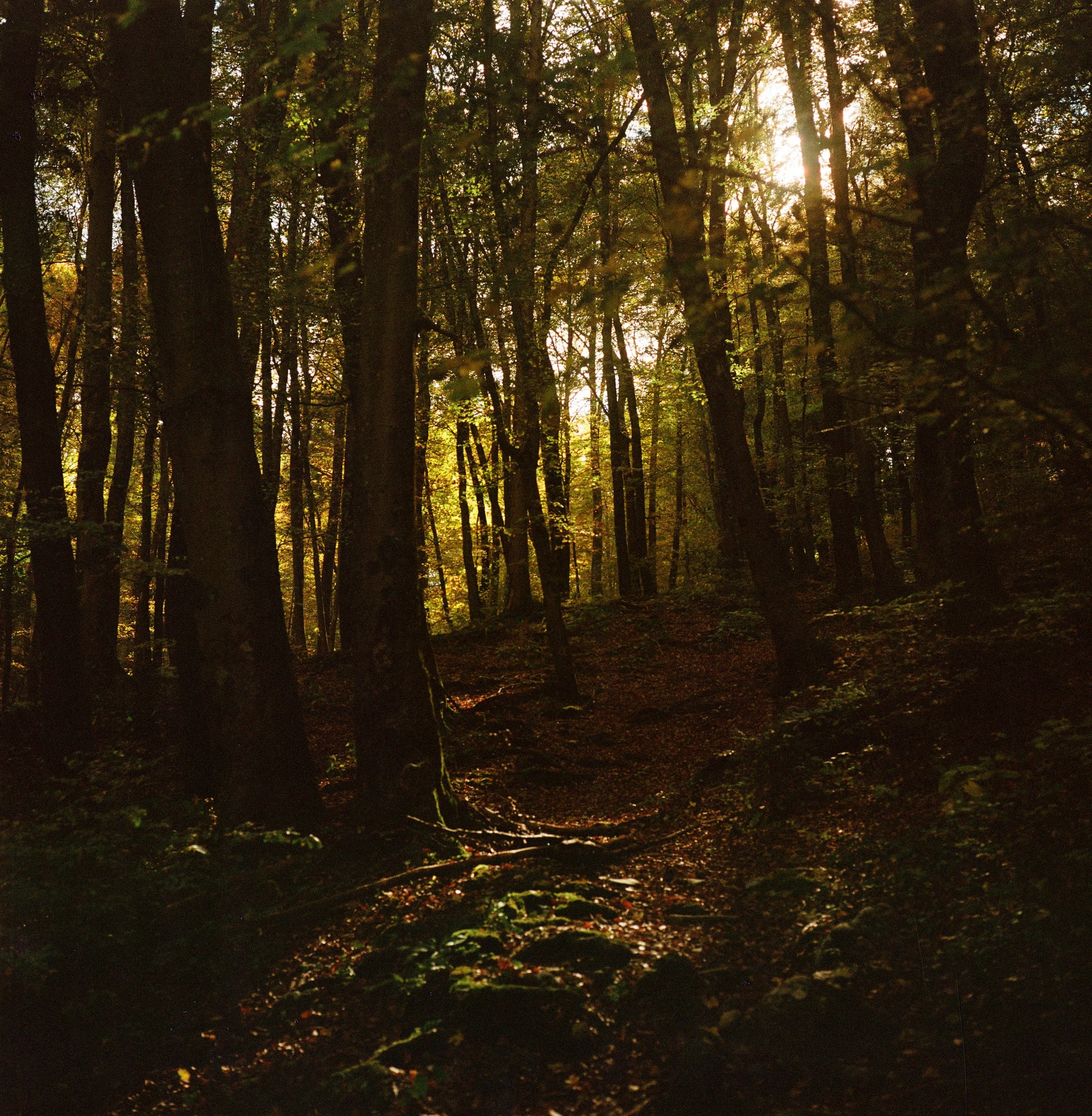 000029840012 copy.jpg