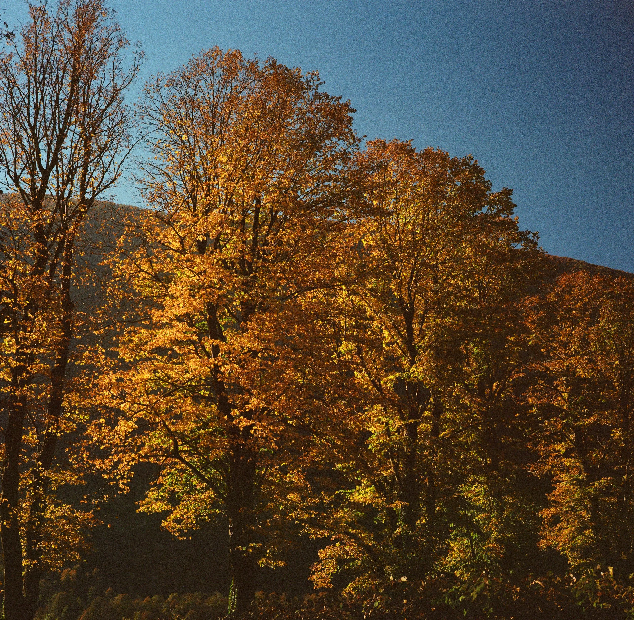 000029840005 copy.jpg