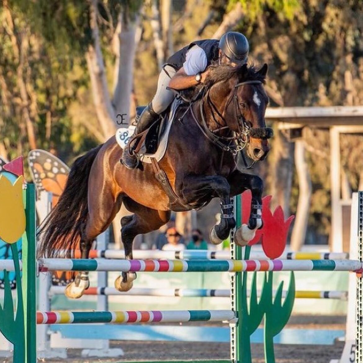 It&rsquo;s a 1-2 punch! 💥 Georges Bittar took home first AND second in the Ghostbuster Prix; first with Cezanne B, second with Quality B. 🥇🥉

🥉 Impala Z &amp; Laura Hannink

Repost from @westpalmsevents
📸 @equineclicksphotography