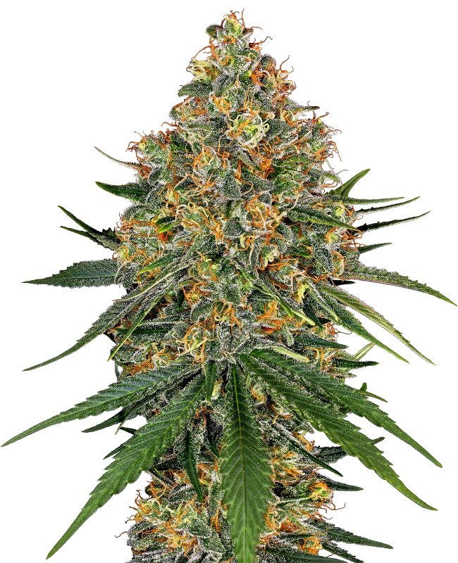 Cheese Breath