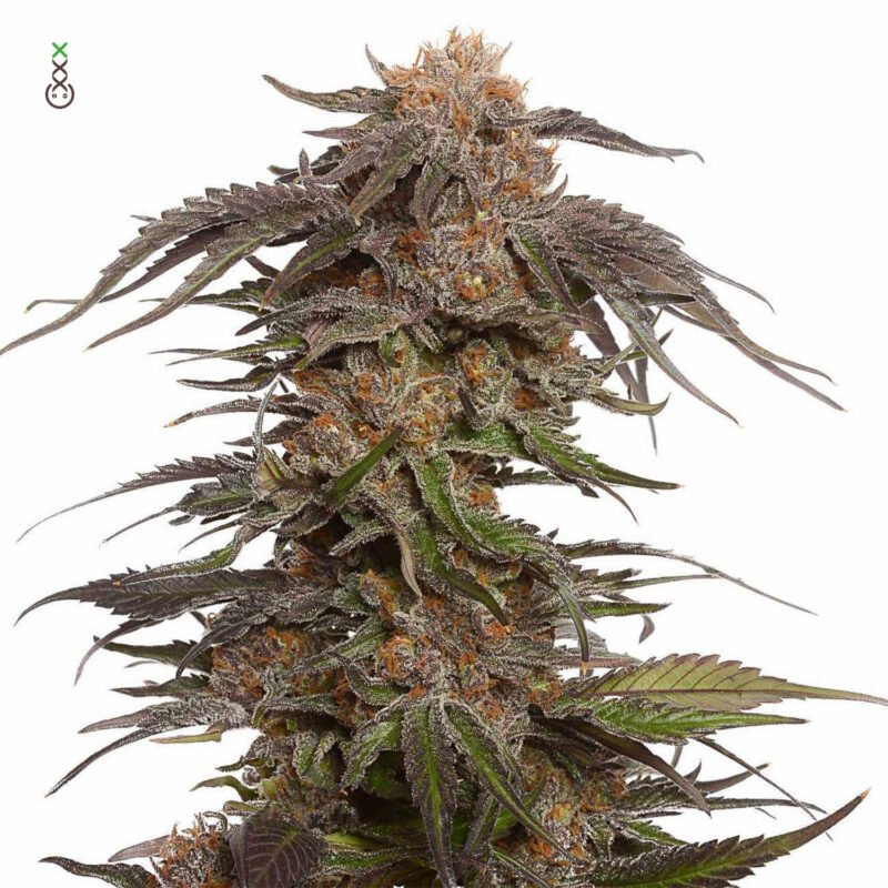 amsterdam_genetics_Blue_Magic_product_image-1-800x800.jpg