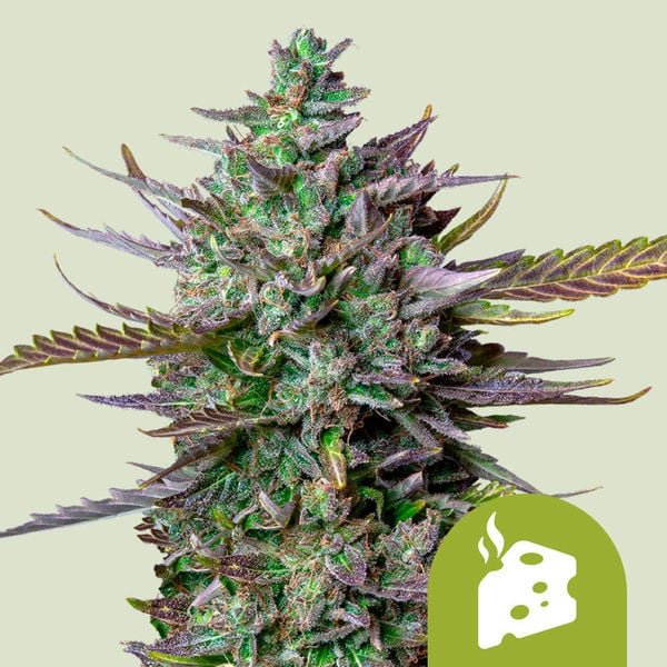 Blue Cheese