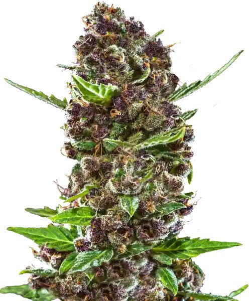 APPLE FRITTER