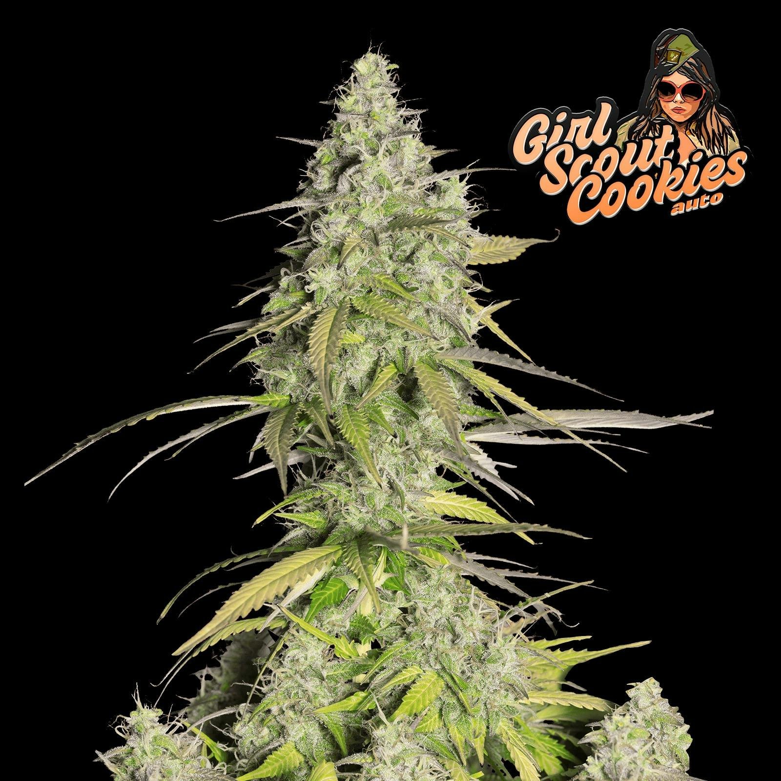 GIRL SCOUT COOKIES (AUTO)