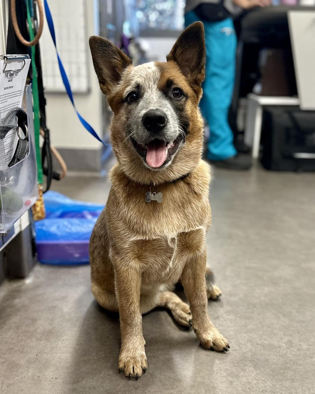 SAVED&hellip; Hi, I&rsquo;m Nala, a supa cute red cattle dog, just five months, I am. I went to work with dad today and no sooner had he turned his back than I&rsquo;d bolted off to a shed to find myself some mischief. When I came back with this gree