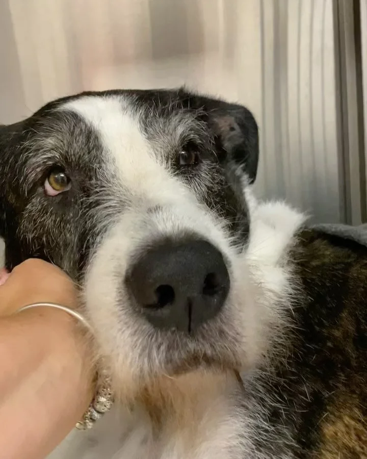 HOWDY, name&rsquo;s Sam and just because I&rsquo;m a big hulking Irish Wolfhoundy lad don&rsquo;t so much make me brave. My nail on my front paw got a pretty nasty infection and did hurt ever so many so I got to spend the day here. Don&rsquo;t tell a