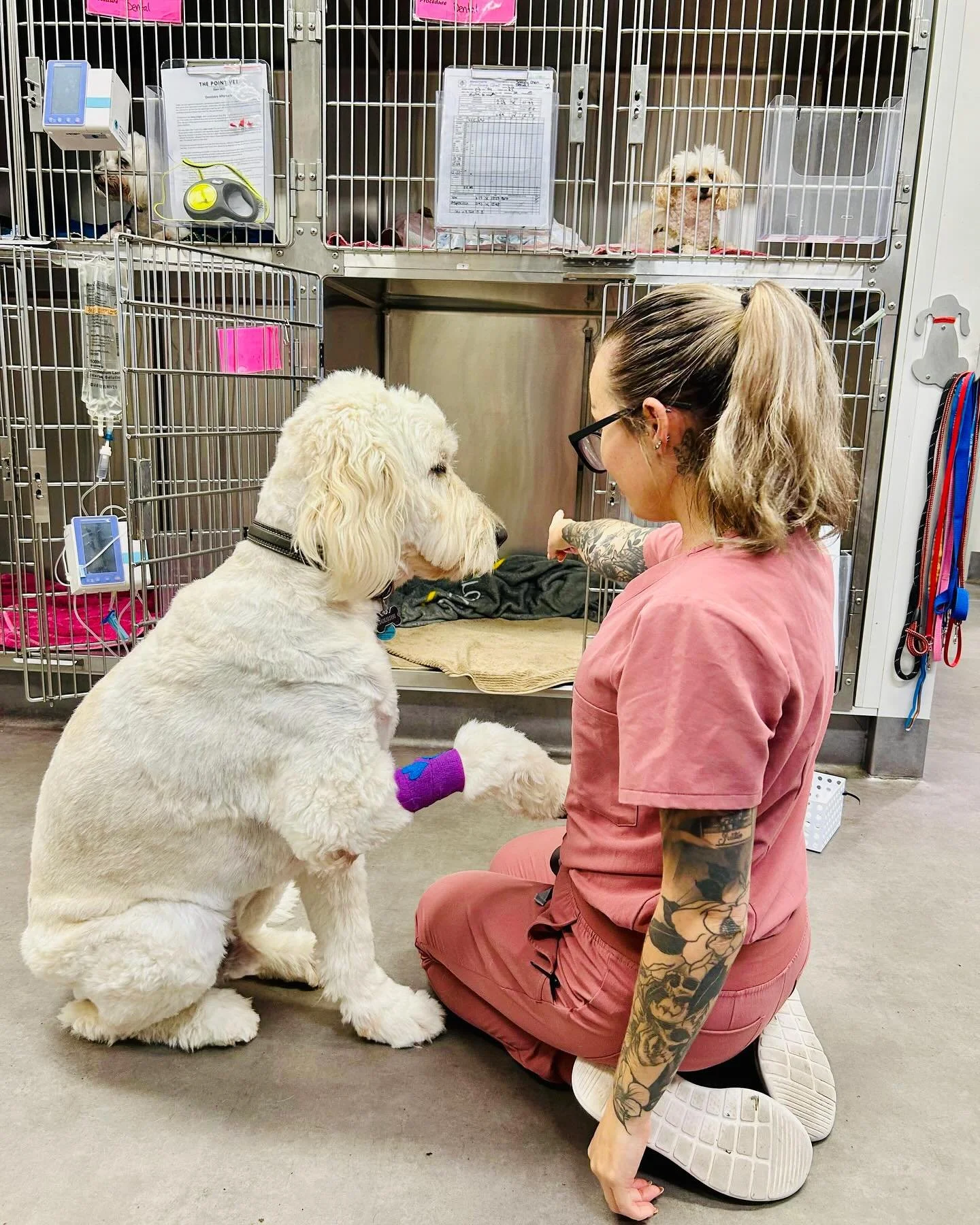 WHEN the love from your vet kin is simply too good to pass up. Jerry, Apollo and Maple all decide the floor hugs from their nurses and vets is way better than getting back in your cage. Yep. They won. 🤷&zwj;♂️❤️🐾