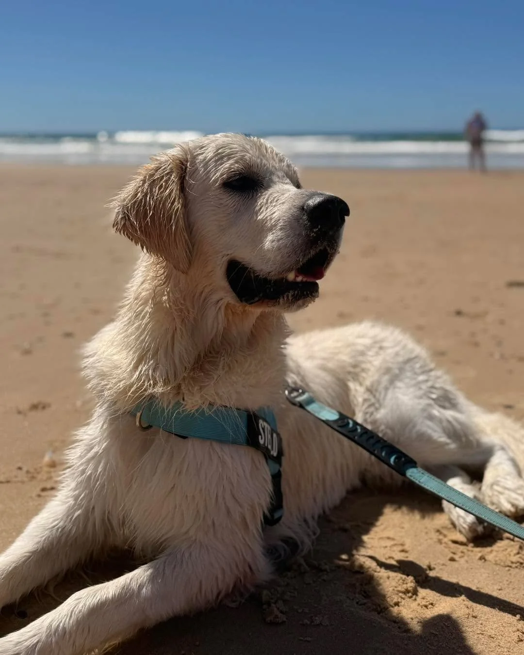 THIS where you&rsquo;ll find me tomorrow. Taking my fluffy self for a swim. So that means my super daddy and the team won&rsquo;t be in to help all my friendies but they will be back on Saturday. We are so lucky to live in this great southern land&he