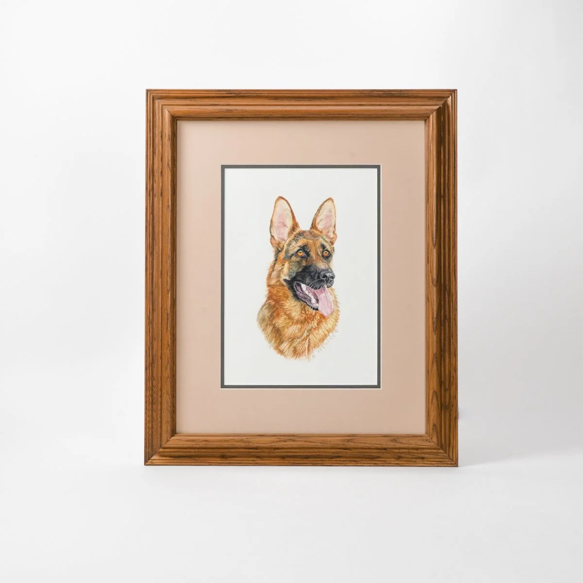 German Shepard Portrait