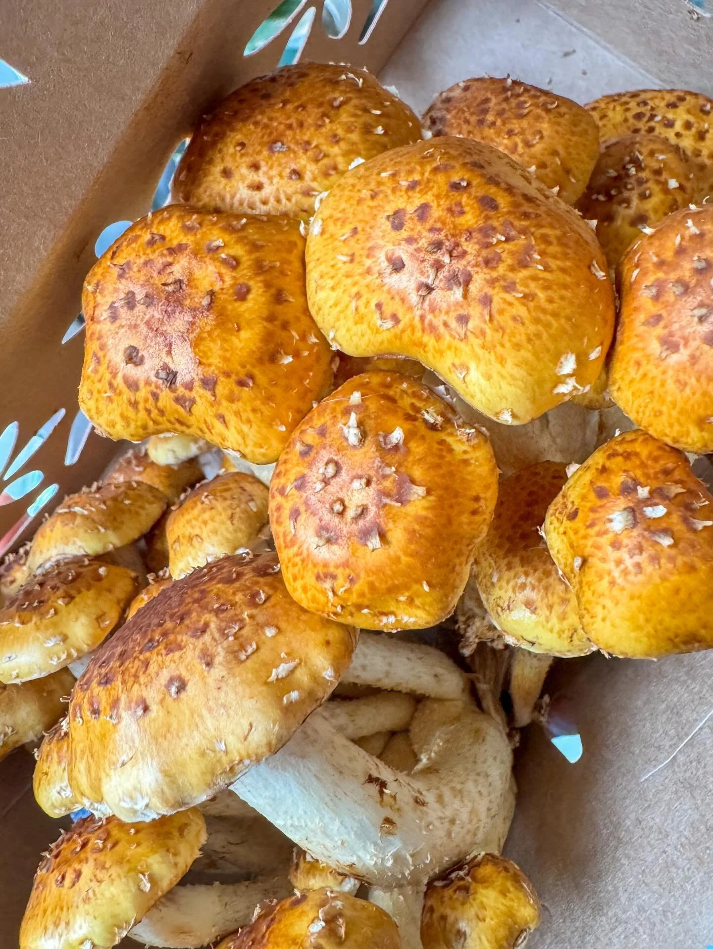 Market mornings + the prettiest mushrooms 🍄✨ Already sneaking their way into this week&rsquo;s meals 💚

#personalchef
#weeklymealprep 
#chesnutmushrooms 
#sageandspiritcoevents 
#athensga