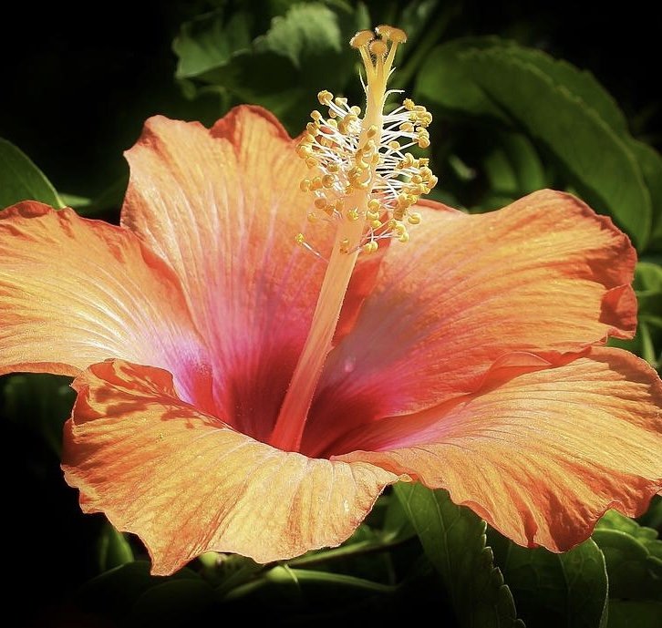 CITRUS HIBISCUS 5.jpg