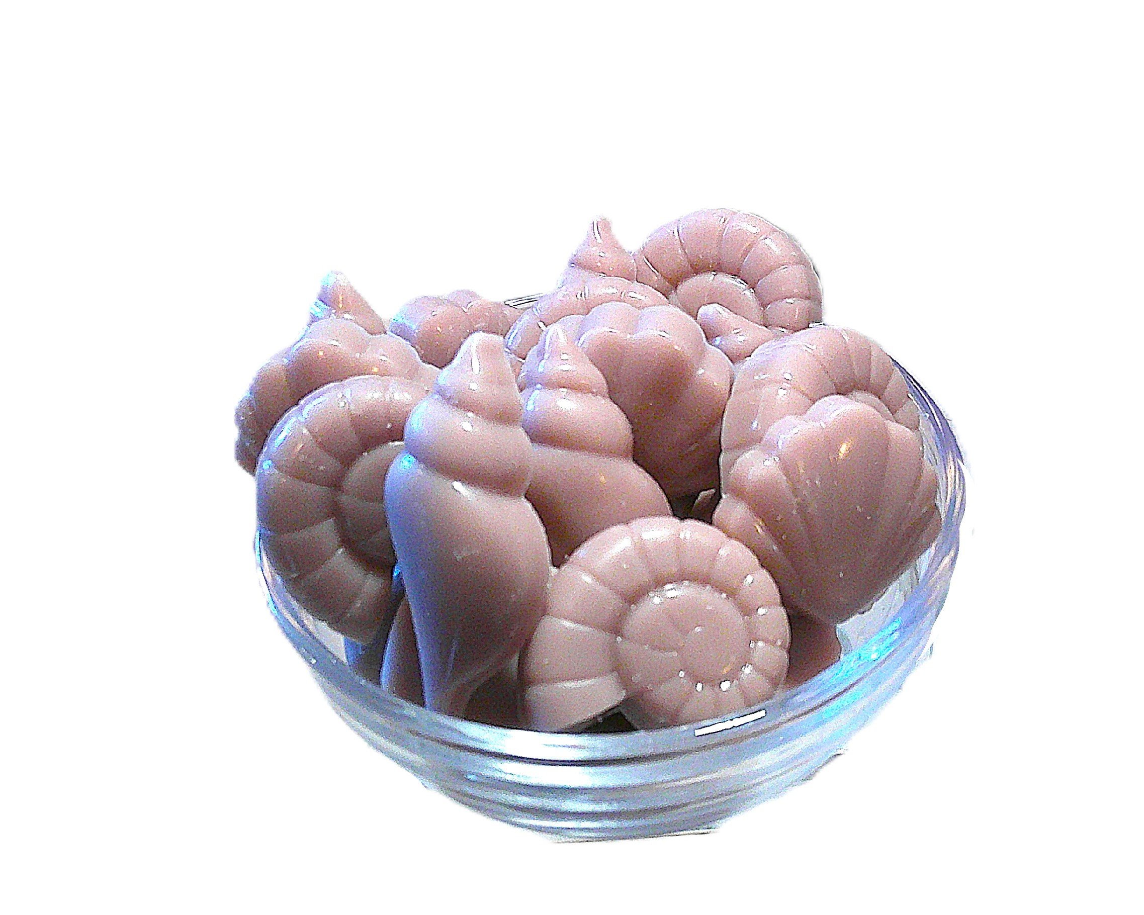 seashells at dawn 2.JPG