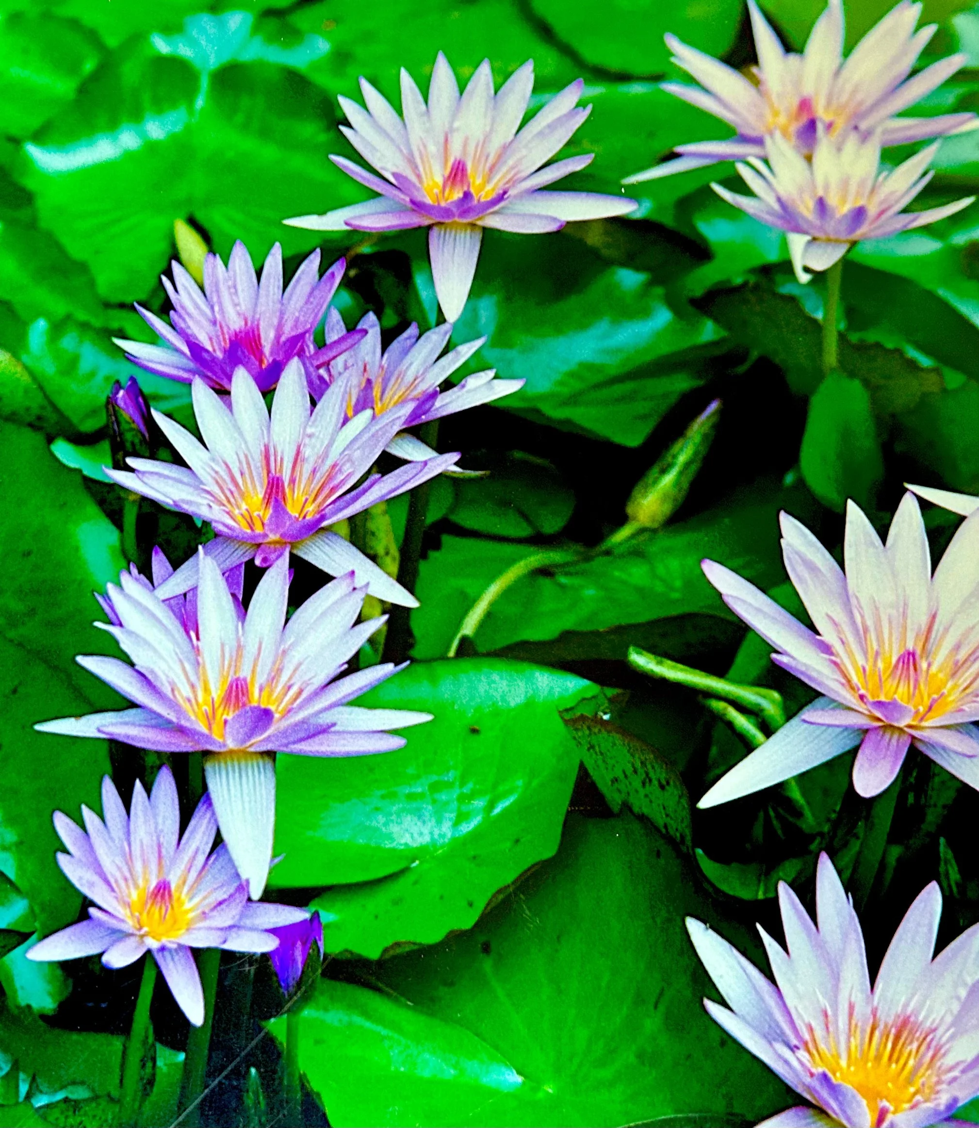 Coastal Water Lilies - NOW EVEN BETTER!