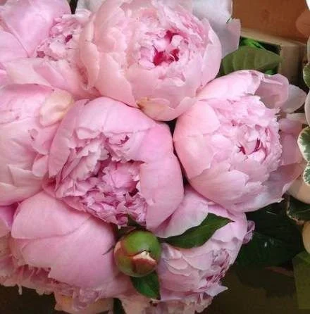 PRETTY AS A PEONY 1.JPG