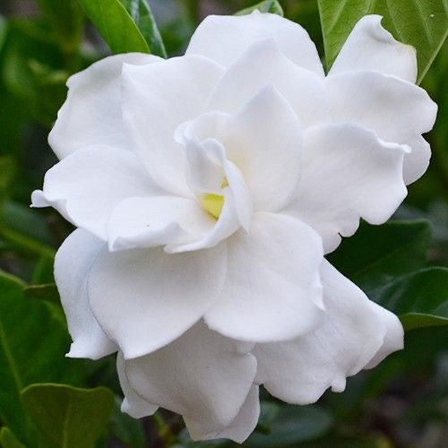 gardenia lotus blossom real.JPG