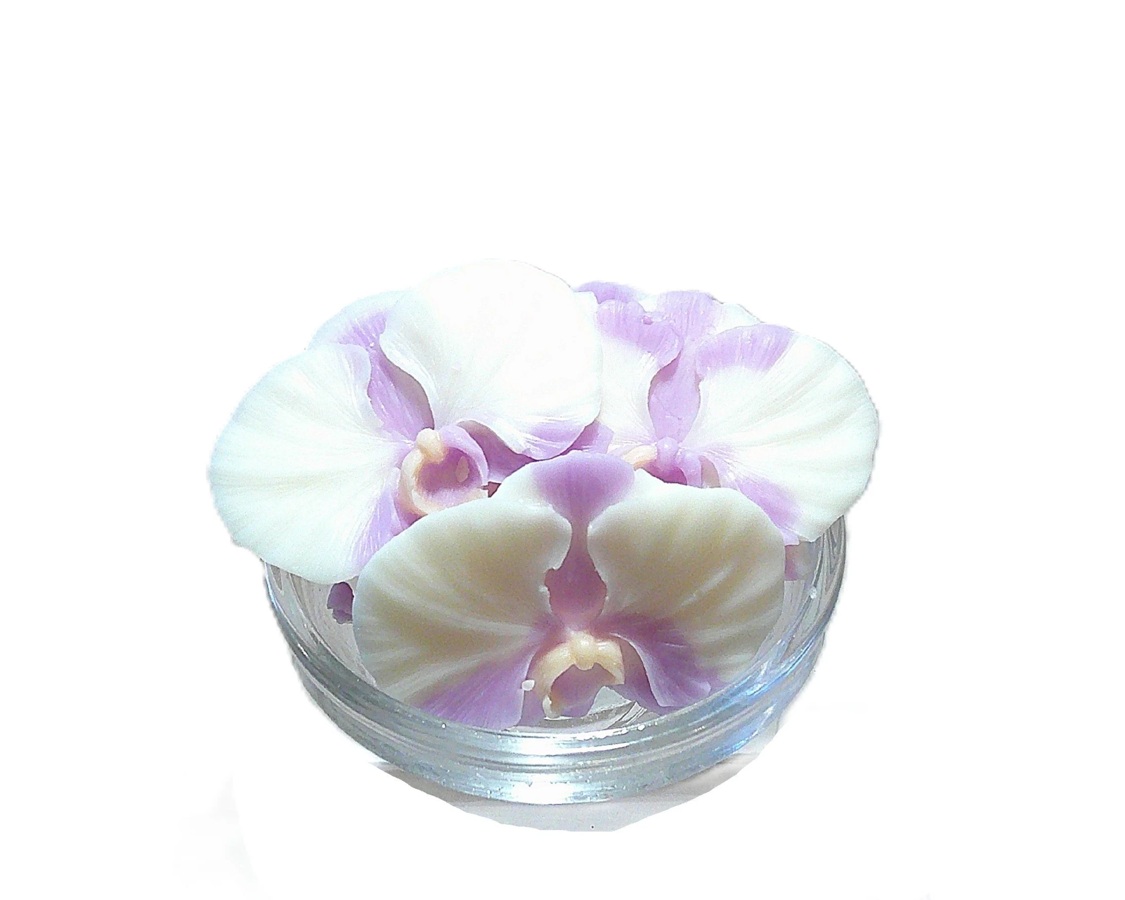 orchid gardenia fantasy 3.JPG