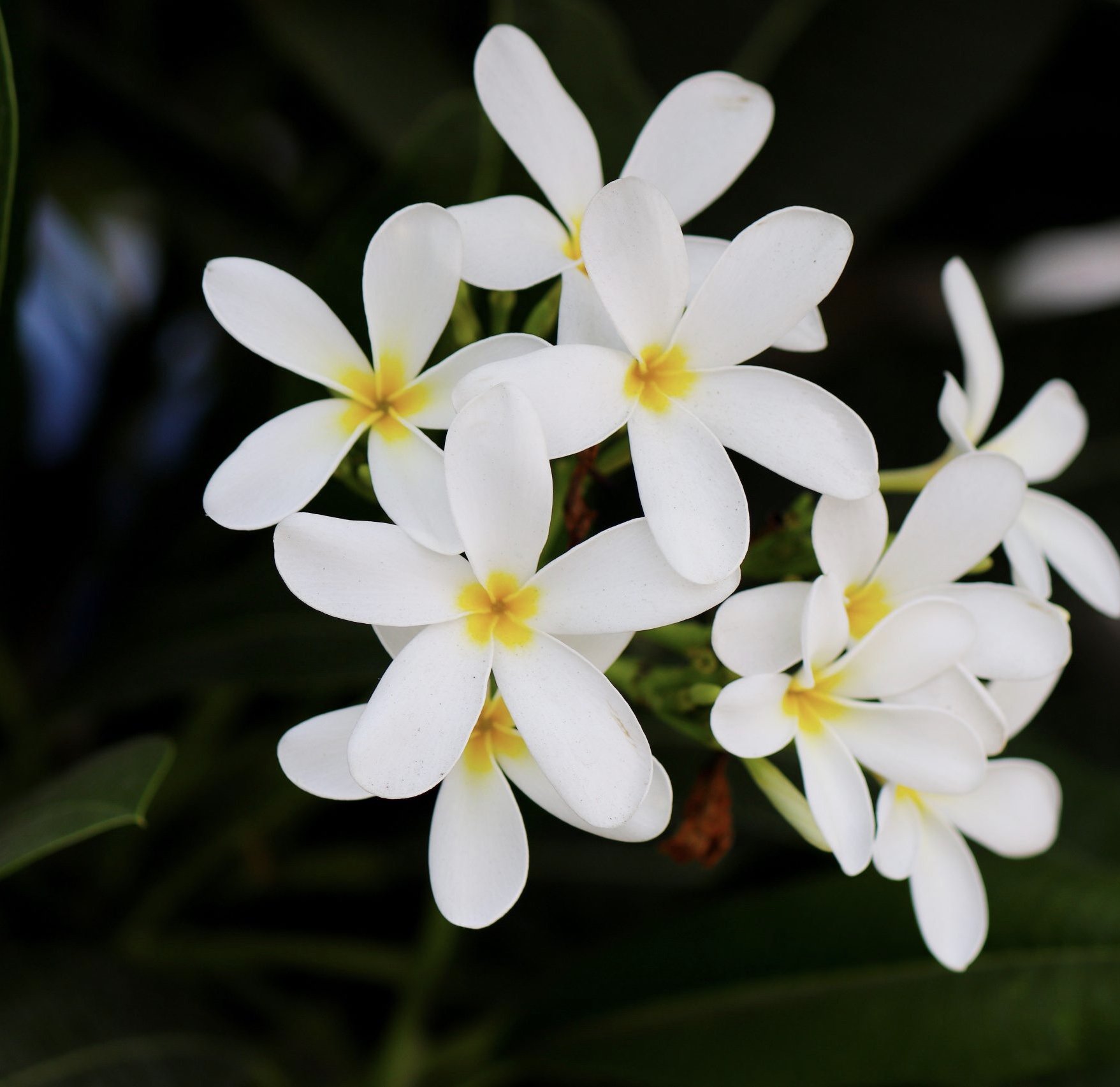 JASMINE HONEYSUCKLE 2.jpg