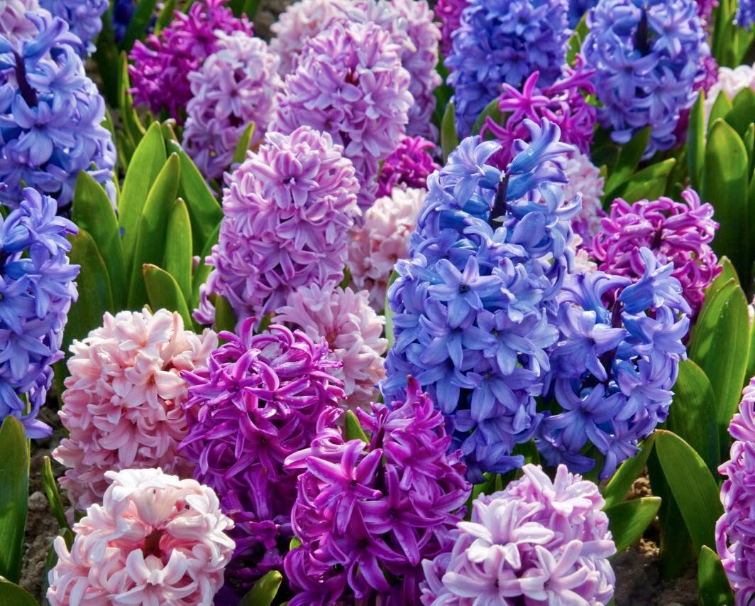 MAY FLOWERS 4.jpg
