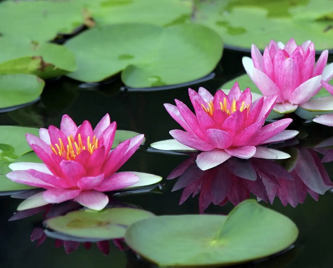 BAMBOO AND WATER LILY 3.jpg