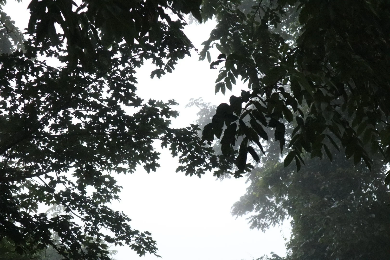 Tree branches and leaves silhouetted against a foggy, white sky in a forest.