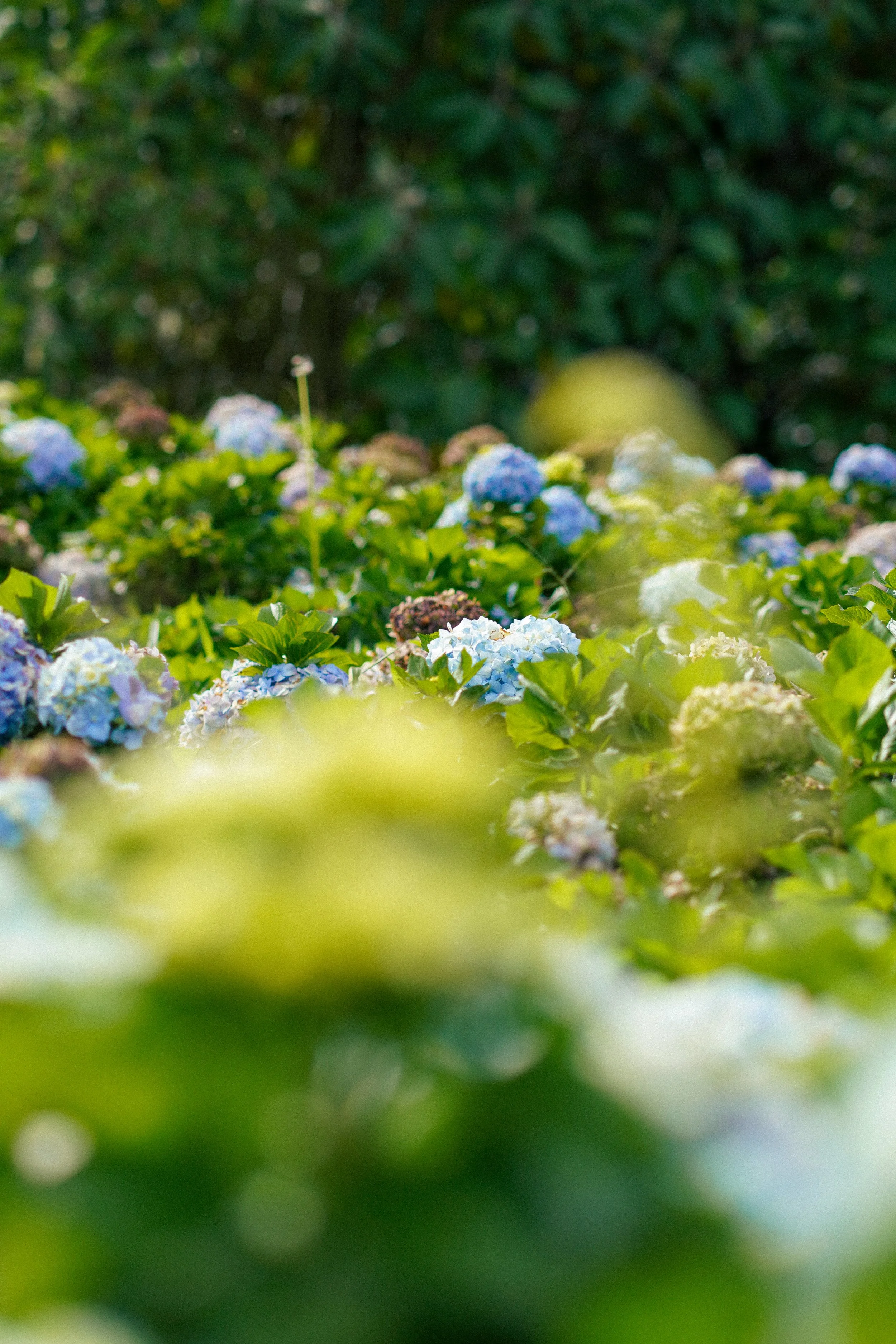 Pequeñas flores de hortensia en diferentes tonos de azul y blanco entre hojas verdes.